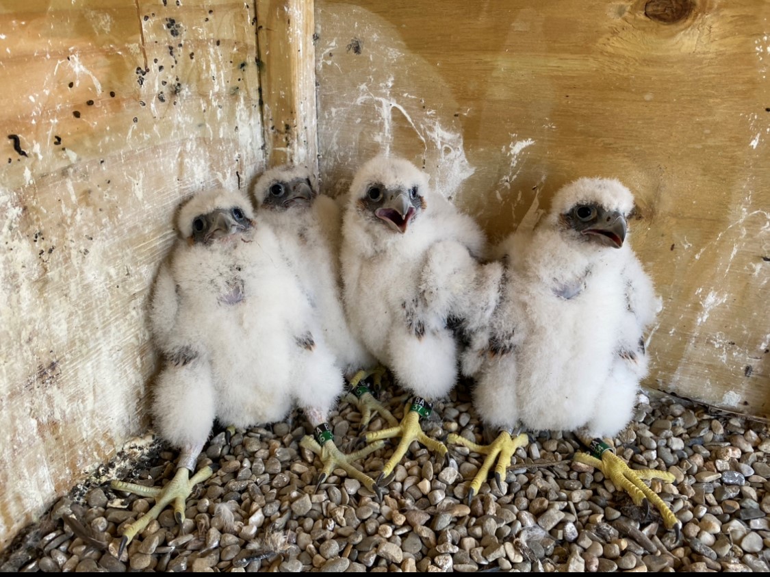 Peregrine falcon chicks hatch on Port Authority nesting tower on Bayonne Bridge 2 New falcon chicks waiting to be banded in 2023.