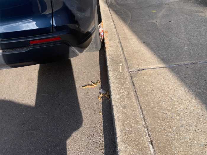 Smile! You might soon be on camera for breaking alternate-side parking rules in NYC 2 car parked next to a curb that has litter on a street with street-cleaning rules in NYC