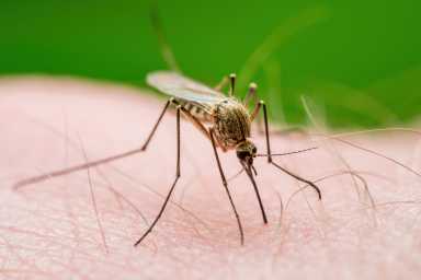 Health Department to spray Staten Island for disease-born mosquitoes 16 Malaria Infected Mosquito Bite. Leishmaniasis, Encephalitis, Yellow Fever, Dengue, Malaria Disease, Mayaro or Zika Virus Infectious Culex Mosquitoe Parasite Insect Macro.