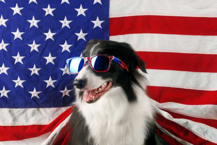 How to keep your pets safe during July 4 fireworks 6 Beautiful border collie in front of a USA flag with sunglasses
